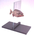 Azares del número 68